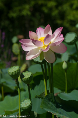 lotus-18.jpg