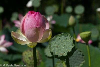 lotus-20.jpg
