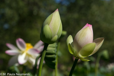 lotus-22.jpg