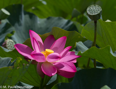 lotus-24.jpg
