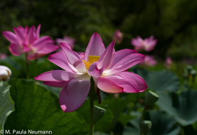 lotus-25.jpg