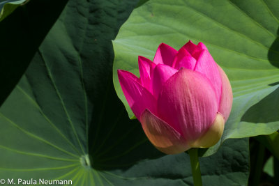 lotus-26.jpg