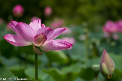 lotus-28.jpg