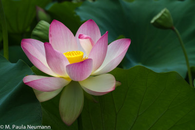 lotus-30.jpg