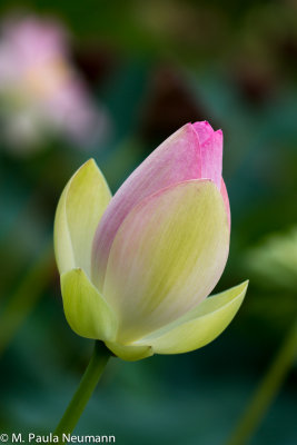 lotus-35.jpg