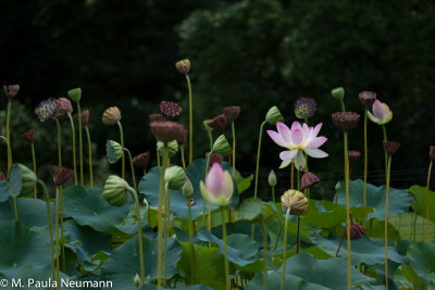 lotus-38.jpg