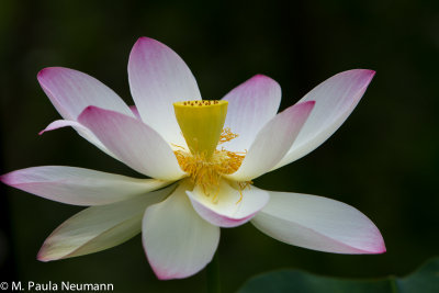 lotus-39.jpg