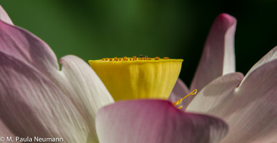 lotus-5.jpg