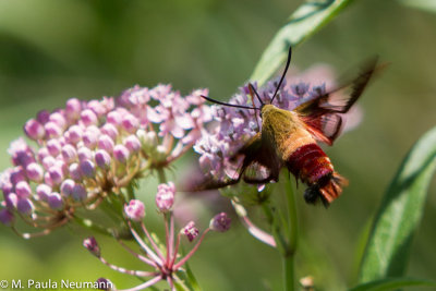 butterflies-10.jpg