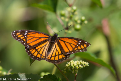 butterflies-12.jpg