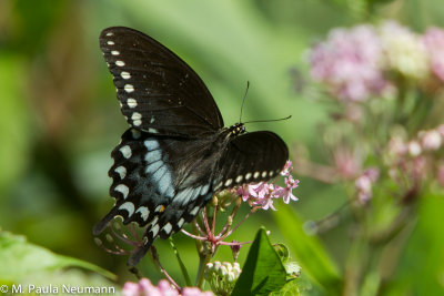 butterflies-13.jpg