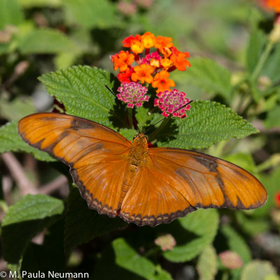 butterflies-15.jpg