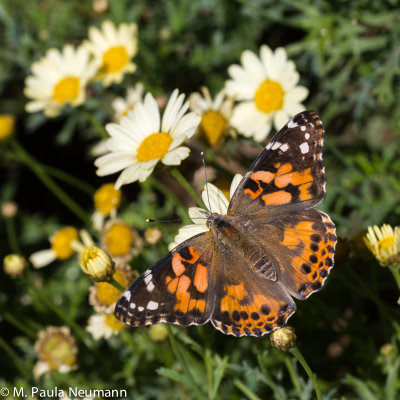 butterflies-17.jpg
