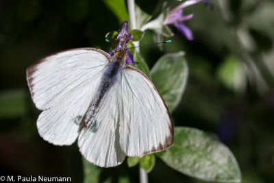 butterflies-20.jpg