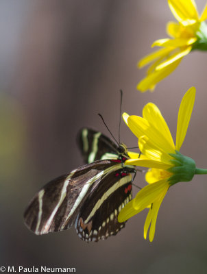 butterflies-22.jpg