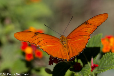 butterflies-23.jpg