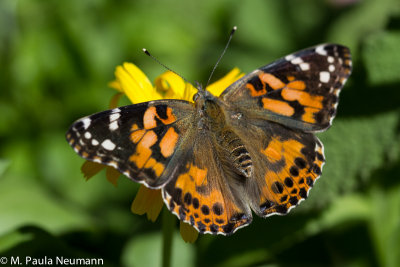 butterflies-24.jpg