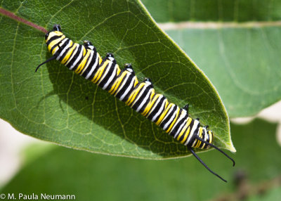 butterflies-26.jpg
