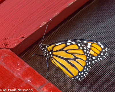 butterflies-28.jpg