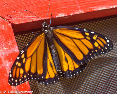 butterflies-29.jpg