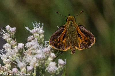 butterflies-30.jpg