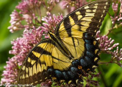 butterflies-31.jpg