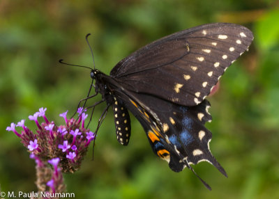 butterflies-32.jpg