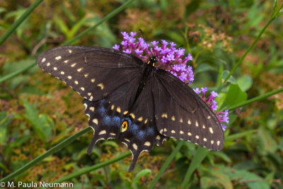 butterflies-33.jpg