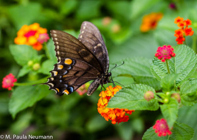 butterflies-34.jpg