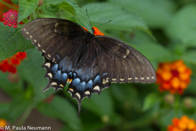 butterflies-35.jpg