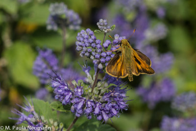 butterflies-37.jpg