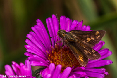 butterflies-38.jpg