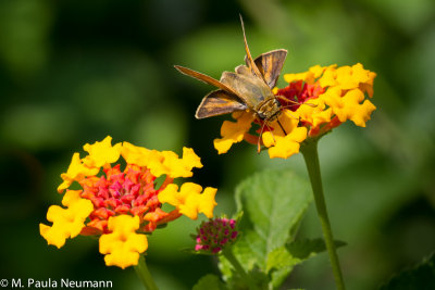 butterflies-39.jpg