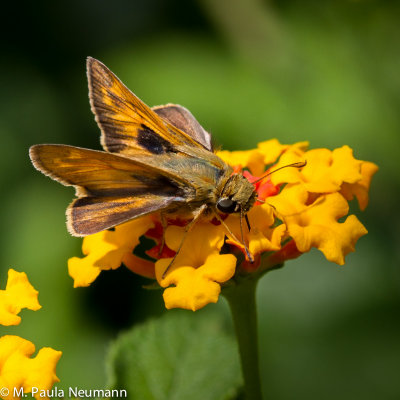 butterflies-40.jpg