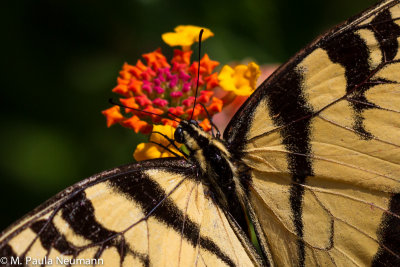 butterflies-41.jpg
