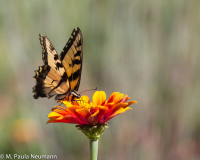 butterflies-42.jpg