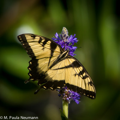 butterflies-7.jpg