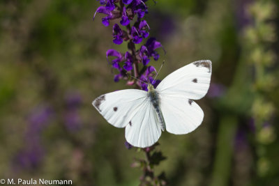 butterflies-45.jpg