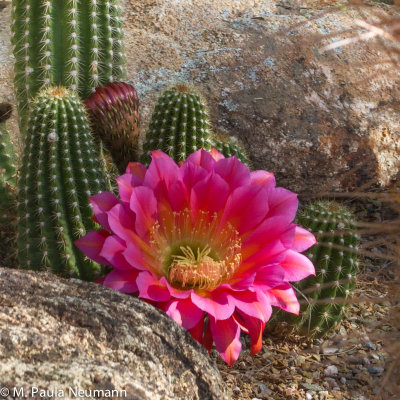 arizona-24.jpg
