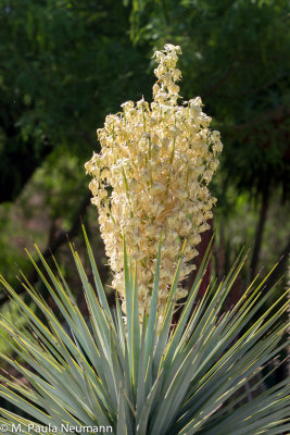 arizona-30.jpg