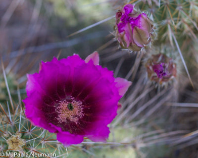 arizona-34.jpg