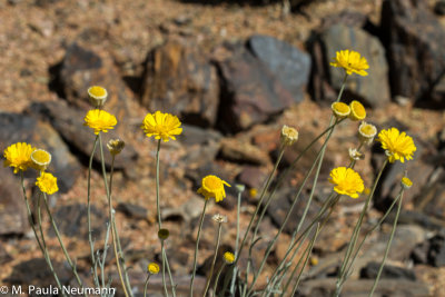 arizona-39.jpg
