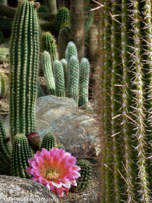 arizona-48.jpg