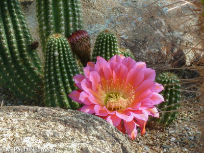 desert_botanical_garden