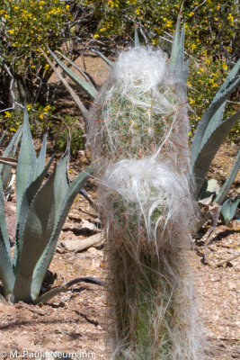 arizona-54.jpg