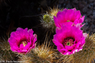 arizona-6.jpg