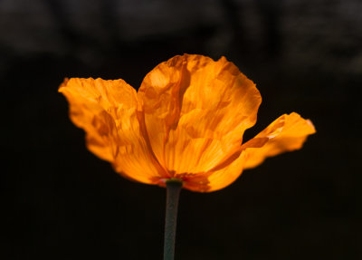 poppy