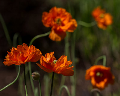 poppies