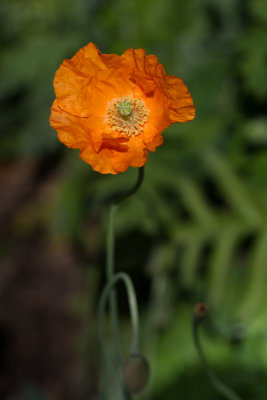 poppy