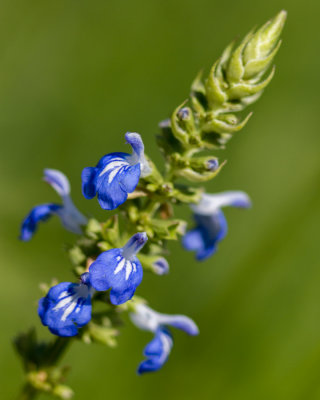 green spring park-47.jpg